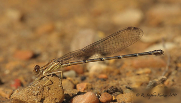 Argia apicalis, female